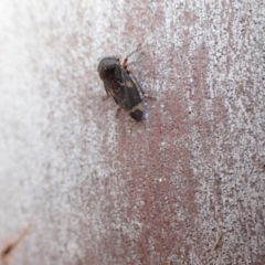 Eurypella tasmaniensis (Eurypella tasmaniensis) at Murrumbateman, NSW - 3 Aug 2022 by SimoneC