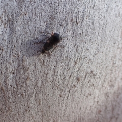 Eurypella tasmaniensis at Murrumbateman, NSW - 3 Aug 2022