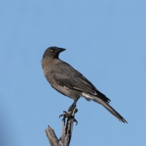 Strepera versicolor at Hackett, ACT - 2 Aug 2022