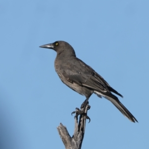 Strepera versicolor at Hackett, ACT - 2 Aug 2022