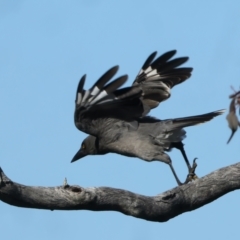 Strepera versicolor at Hackett, ACT - 2 Aug 2022