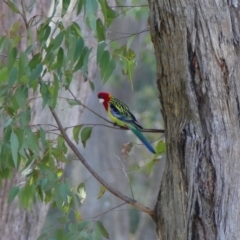 Platycercus eximius (Eastern Rosella) at Mittagong, NSW - 5 Aug 2022 by Curiosity