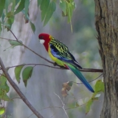 Platycercus eximius at Mittagong, NSW - 5 Aug 2022