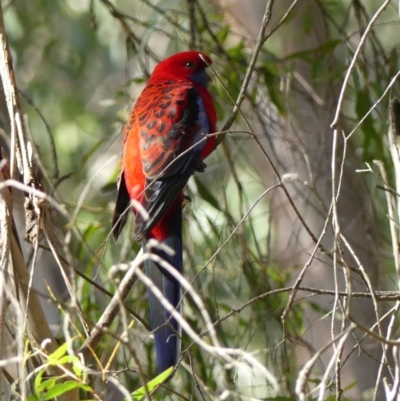 Platycercus elegans (Crimson Rosella) at Mittagong - 5 Aug 2022 by Curiosity