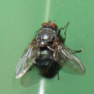 Calliphora vicina (European bluebottle) at Flynn, ACT - 30 Jul 2022 by Christine