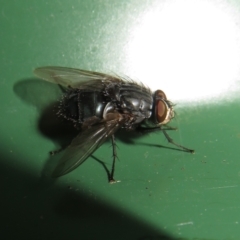 Calliphora vicina at Flynn, ACT - 31 Jul 2022 09:41 AM