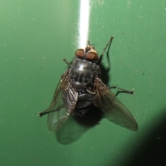 Calliphora vicina at Flynn, ACT - 31 Jul 2022