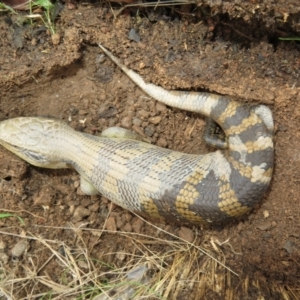 Tiliqua scincoides scincoides at Bonner, ACT - 31 Jul 2022 10:49 AM