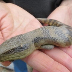 Tiliqua scincoides scincoides at Bonner, ACT - 31 Jul 2022 10:49 AM