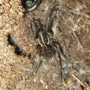 Tasmanicosa sp. (genus) at Bonner, ACT - 31 Jul 2022