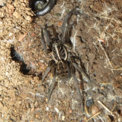 Tasmanicosa sp. (genus) (Unidentified Tasmanicosa wolf spider) at Bonner, ACT - 31 Jul 2022 by Christine