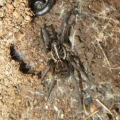 Tasmanicosa sp. (genus) (Unidentified Tasmanicosa wolf spider) at Mulligans Flat - 31 Jul 2022 by Christine