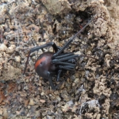 Latrodectus hasselti (Redback Spider) at Mulligans Flat - 31 Jul 2022 by Christine