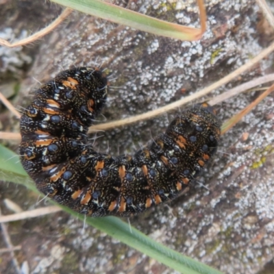 Apina callisto (Pasture Day Moth) at Mulligans Flat - 31 Jul 2022 by Christine