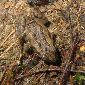 Crinia signifera at Bonner, ACT - 31 Jul 2022