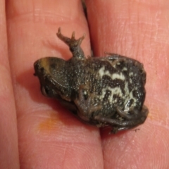 Crinia signifera at Bonner, ACT - 31 Jul 2022