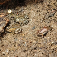 Crinia signifera at Bonner, ACT - 31 Jul 2022