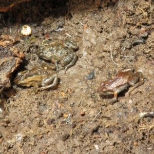 Crinia signifera at Bonner, ACT - 31 Jul 2022