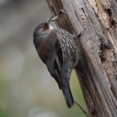 Climacteris erythrops (Red-browed Treecreeper) at Mount Ainslie - 5 Aug 2022 by rawshorty