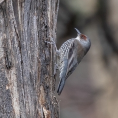 Climacteris erythrops at Campbell, ACT - 6 Aug 2022