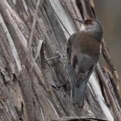 Climacteris erythrops at Campbell, ACT - 6 Aug 2022