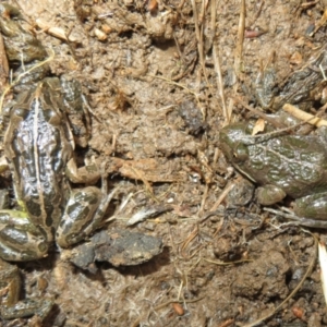 Limnodynastes tasmaniensis at Bonner, ACT - 31 Jul 2022