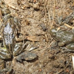 Limnodynastes tasmaniensis (Spotted Grass Frog) at Bonner, ACT - 31 Jul 2022 by Christine