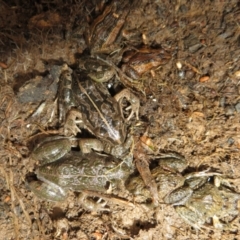 Limnodynastes tasmaniensis at Bonner, ACT - 31 Jul 2022 11:57 AM