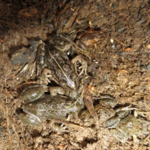 Limnodynastes tasmaniensis at Bonner, ACT - 31 Jul 2022 11:57 AM