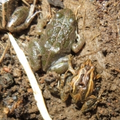 Limnodynastes tasmaniensis at Bonner, ACT - 31 Jul 2022