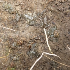 Limnodynastes tasmaniensis at Bonner, ACT - 31 Jul 2022