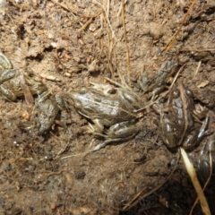 Limnodynastes tasmaniensis at Bonner, ACT - 31 Jul 2022 11:57 AM