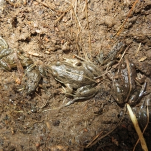 Limnodynastes tasmaniensis at Bonner, ACT - 31 Jul 2022