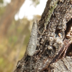 Psychidae (family) MATURE (Case Moth) at Mulligans Flat - 31 Jul 2022 by Christine