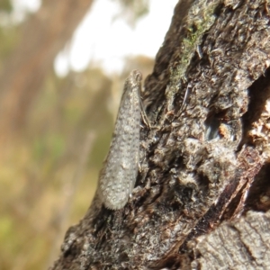 Psychidae (family) MATURE at Bonner, ACT - 31 Jul 2022