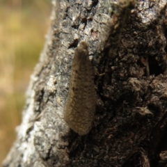 Psychidae (family) MATURE at Bonner, ACT - 31 Jul 2022 12:03 PM