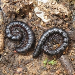 Paradoxosomatidae sp. (family) (Millipede) at Mulligans Flat - 31 Jul 2022 by Christine