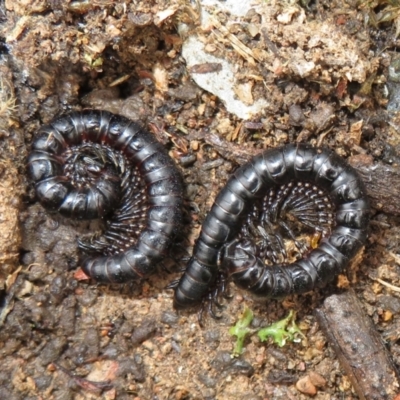 Paradoxosomatidae sp. (family) (Millipede) at Bonner, ACT - 31 Jul 2022 by Christine