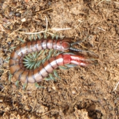 Cormocephalus sp.(genus) (Scolopendrid Centipede) at Bonner, ACT - 31 Jul 2022 by Christine