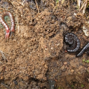 Cormocephalus sp.(genus) at Bonner, ACT - 31 Jul 2022