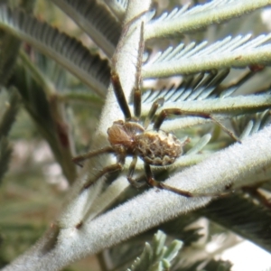 Araneus hamiltoni at Bonner, ACT - 31 Jul 2022