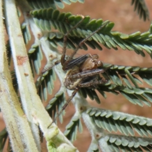 Araneus hamiltoni at Bonner, ACT - 31 Jul 2022 12:44 PM