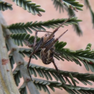 Araneus hamiltoni at Bonner, ACT - 31 Jul 2022 12:44 PM