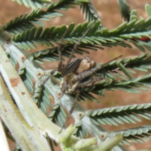 Araneus hamiltoni at Bonner, ACT - 31 Jul 2022 12:44 PM