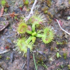 Drosera sp. (A Sundew) at Bonner, ACT - 31 Jul 2022 by Christine