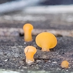 Heterotextus sp. (A yellow saprophytic jelly fungi) at Lade Vale, NSW - 6 Aug 2022 by trevorpreston