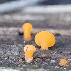 Calocera sp. at Mundoonen Nature Reserve - 6 Aug 2022 by trevorpreston