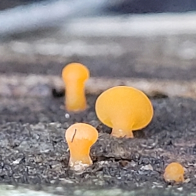Heterotextus sp. (A yellow saprophytic jelly fungi) at Lade Vale, NSW - 6 Aug 2022 by trevorpreston