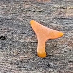 zz jelly-like puzzles at Lade Vale, NSW - 6 Aug 2022 by trevorpreston