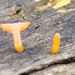 zz jelly-like puzzles at Lade Vale, NSW - 6 Aug 2022